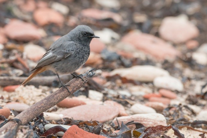 Дрозд рябинник ареал