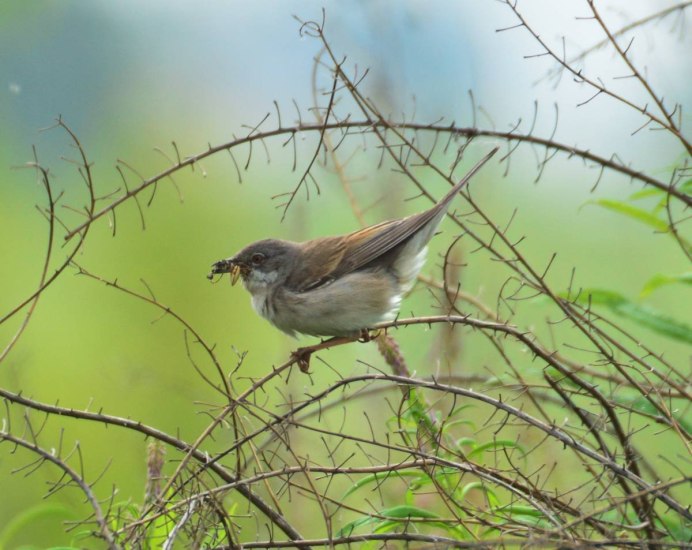 Лесные певчие птицы Тюменской области