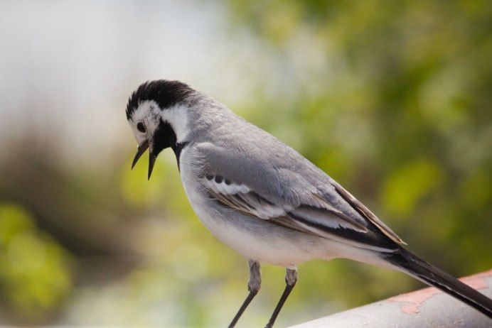 Серая мухоловка самка