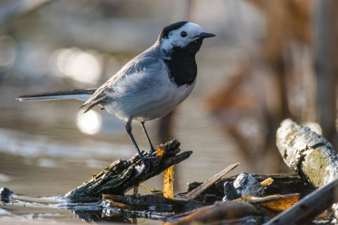 Дрозд свиристель Крымский