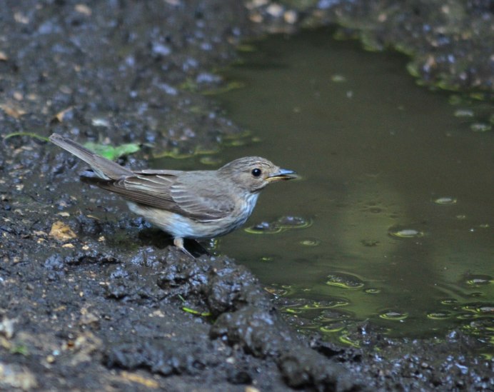 Перелетные птицы Пензенской области