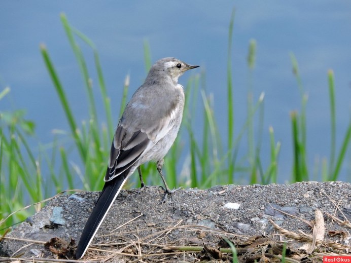 Белая трясогузка Камчатка