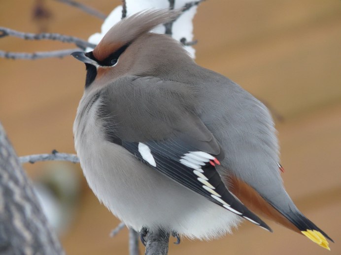 Самец кукушки