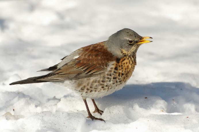 Болотная Галка