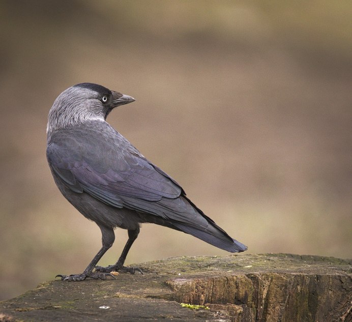 Галка (Coloeus monedula, Corvus monedula)