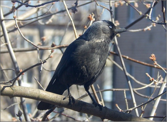 Галка зимой