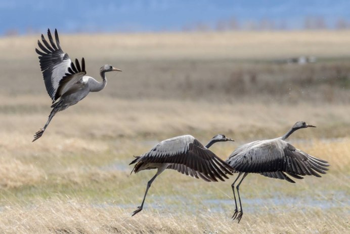 Чайка Черноморская пятнистая