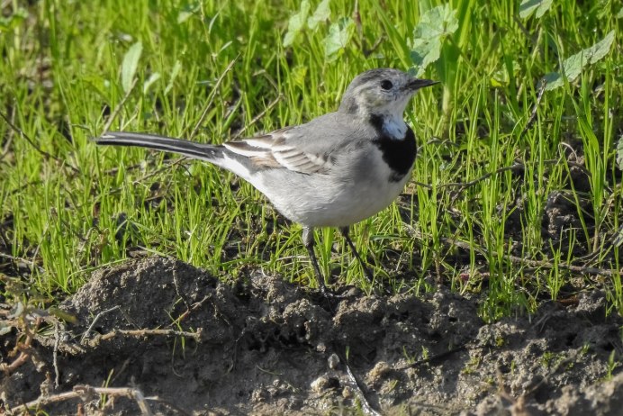 Птица Ardea cinerea