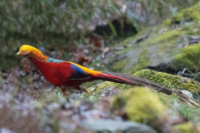 Птицы с яркими перьями фазан