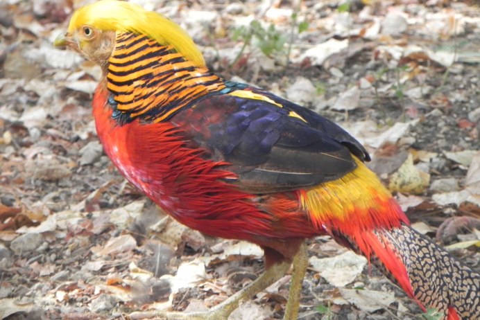 Ушастый фазан