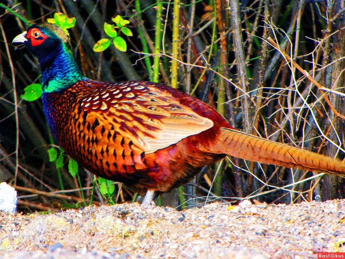 Lophophorus impejanus