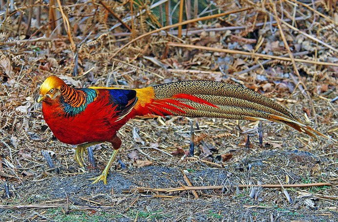 Золотой фазан Chrysolophus pictus