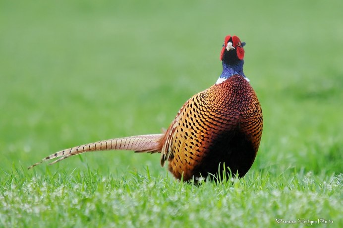 Гималайский кольчатый фазан