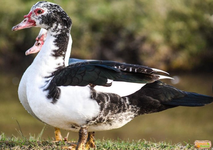 Индоутка мускусная