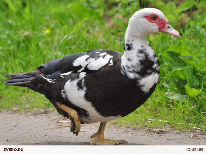 Индоутка мускусная