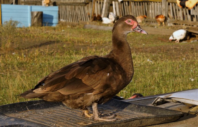 Мускусная утка