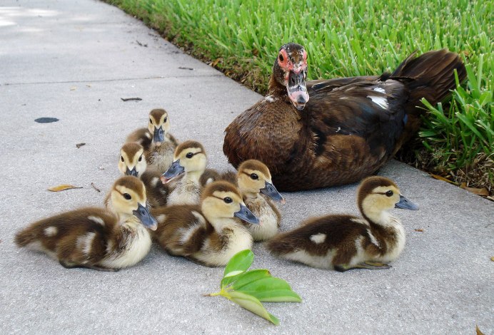 Мускусная утка и индоутка