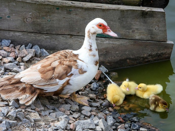 Индоутка ~ 2кг