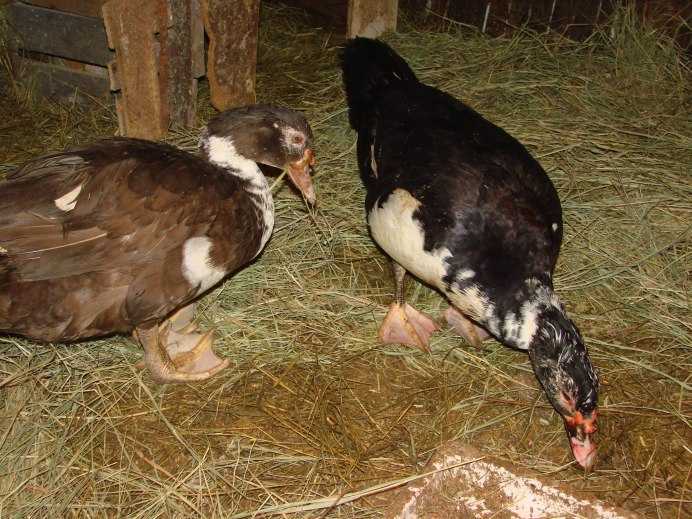 Индоутка мускусная