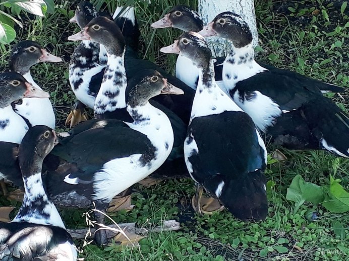 Мускусная утка и индоутка