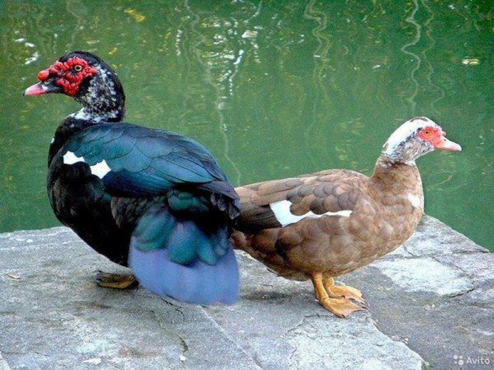 Индоутки мускусные утки