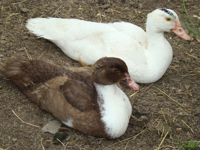 Индоутка мускусная