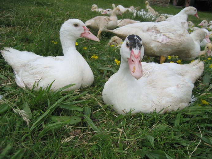 Индоутка с утятами