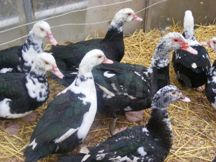 Утка-Гусь Мулард