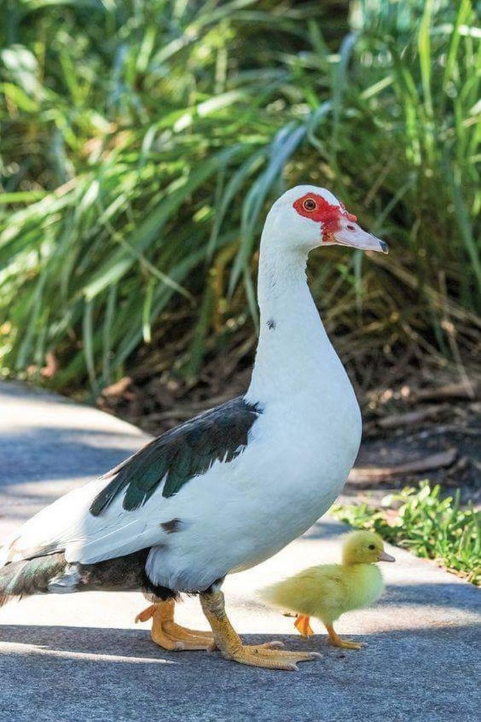 Индоутка барбарийская утка