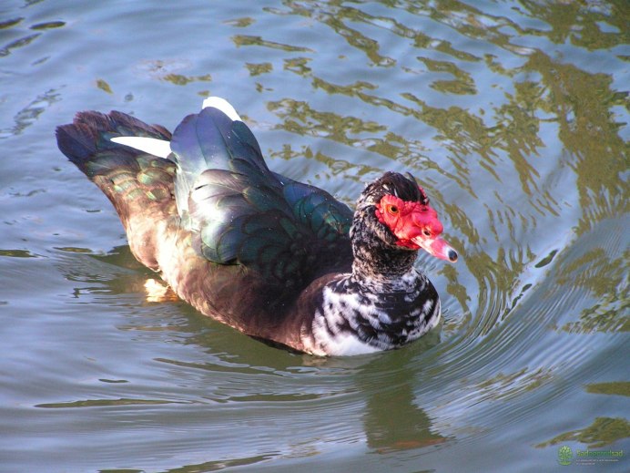 Мускусные утки белые