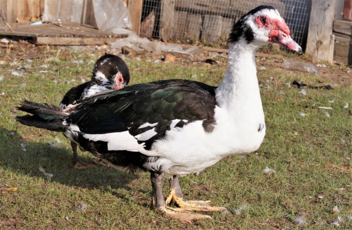 Пекинская индоутка