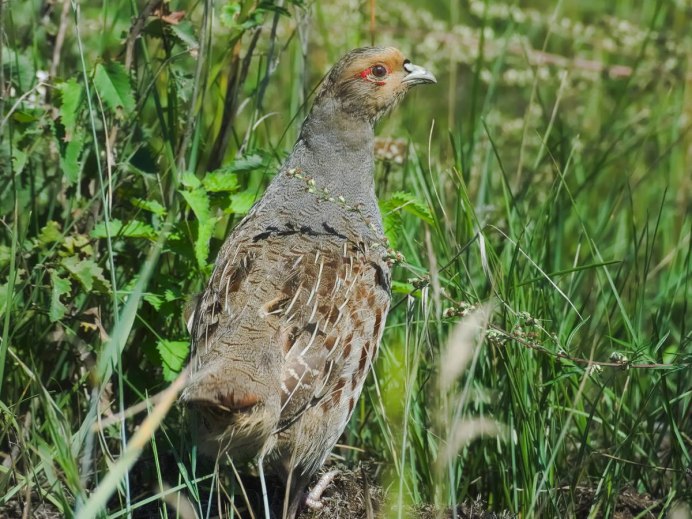 Бородатая куропатка (Perdix dauurica)