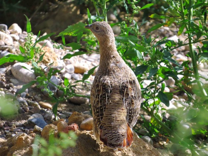 Бородатая куропатка (Perdix dauurica)