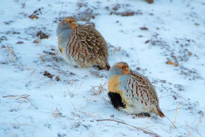 Бородатая куропатка (Perdix dauurica)
