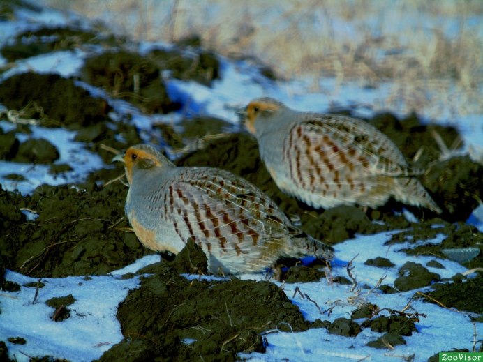 Бородатая куропатка (Perdix dauurica)