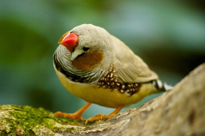 Птичка австралийский амадин
