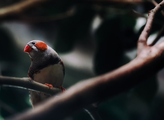 Брошь амадина Гульда