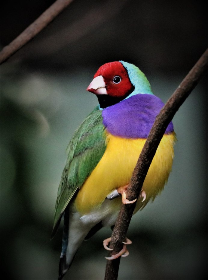 Амадины Гульда линька Ювенальная