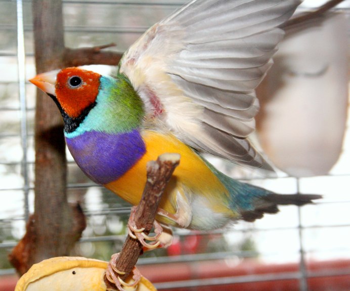 Попугай амадин Гульда