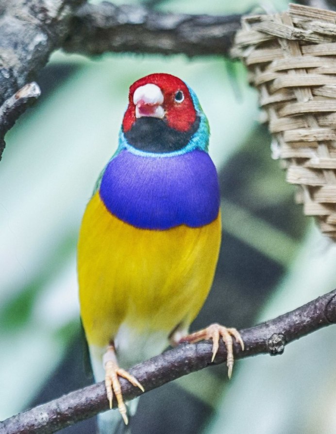 Зебровая амадина