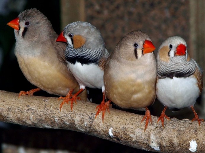 Австралийские амадины