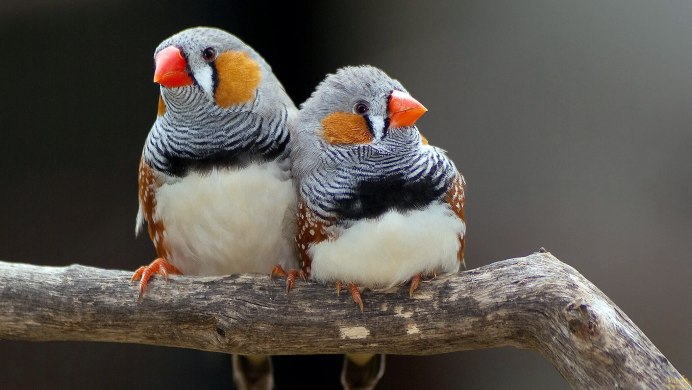 Амадины волнистые