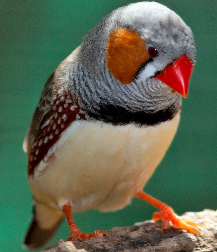 Гульдова амадина