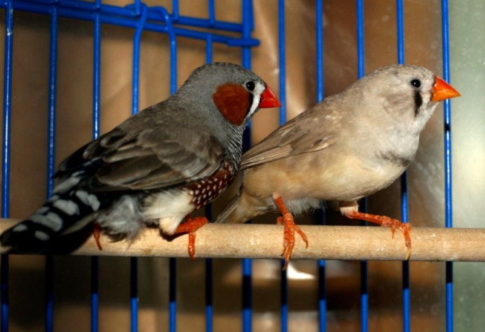 Амадины стая