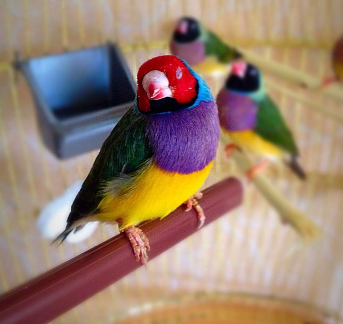 Амадины Гульда