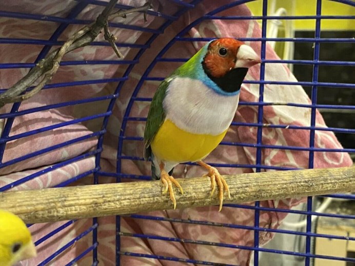 Амадины Гульда птички