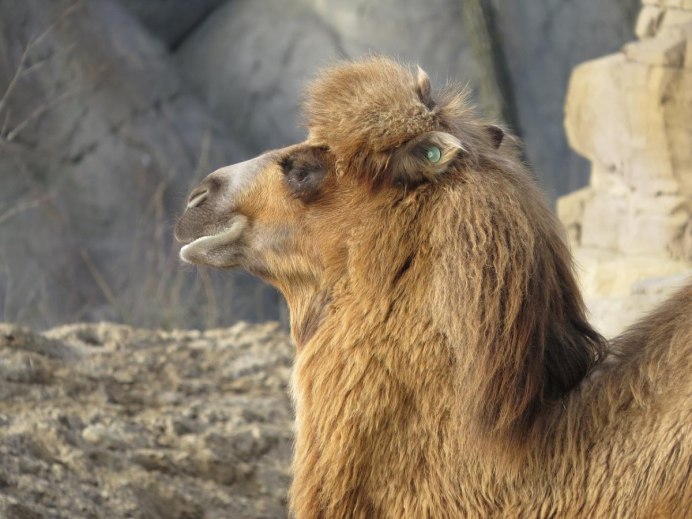 Беременный верблюд