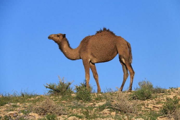 Верблюды в Караганде