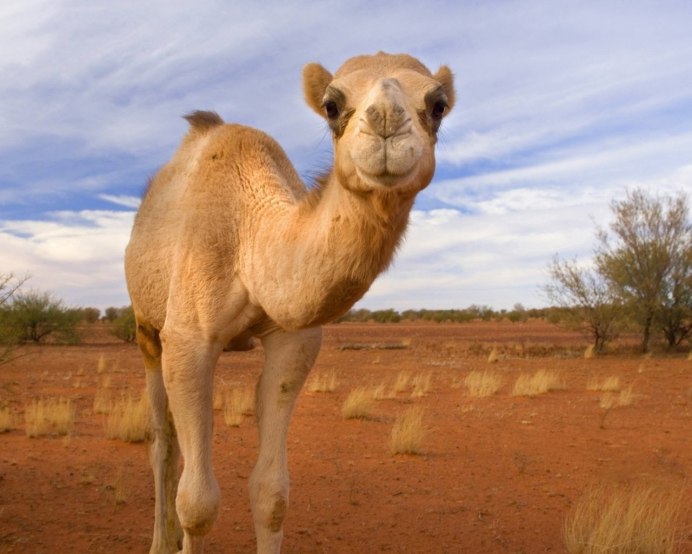 Лама альпака гуанако