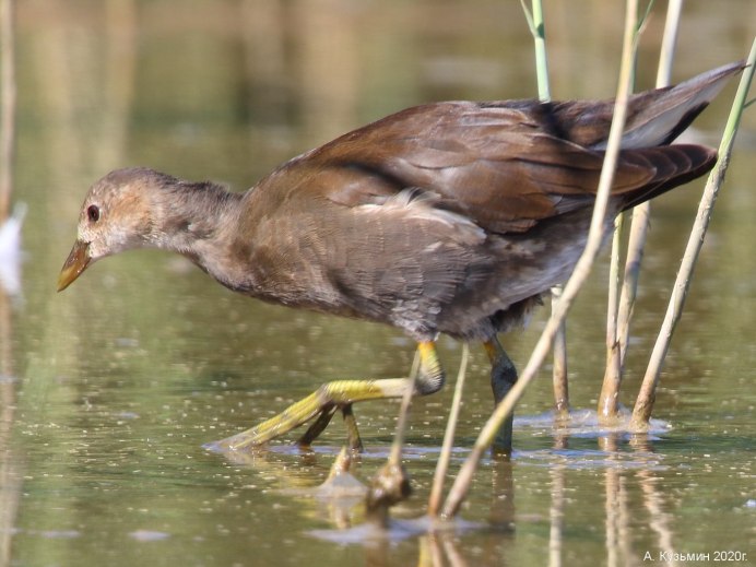 Gallinula chloropus
